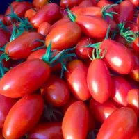 在飛比找蝦皮購物優惠-《瓏玥閣》美濃玉女小番茄一斤，11月初採收