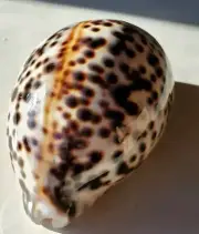 Tigris Cowrie Cypraea Sea Shell Tiger Cowrie Shell