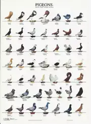 VAN KEULEN Bird Color / Varieties A4 Laminated Poster - Show Pigeons 2
