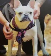ZAN COOLDANNA HIGH VIS LIME DOG BANDANA HEADBAND NECKTIE FOR US AND OUR DOG