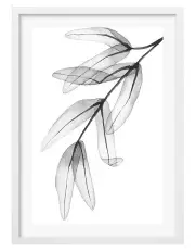 [Profile Australia] Transparent Eucalyptus Feather Leaves Art Print A1 Frame in White