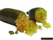 Buy Finger Lime Judys Everbearing Tree (Microcitrus australasica)