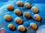 TWELVE (12) POLINICES DIDYMA MOON SNAIL SEA SHELLS 1-1/2 to 2-1/2" WHALE EYE, A2