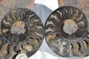 9680 RARE 1in100 BLACK Ammonite PAIR Deep Crystals 110myo FOSSIL LRG 123mm 4.9"