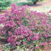 200mm Crepe Myrtle - Lagerstroemia spp. New Orleans