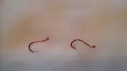 10 worm harnesses with double #2 octopus red hooks.99 cents each. WH02-10