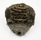 Large Wasp Nest Cross Section Hornets Paper Wasp Bee Hive Nest