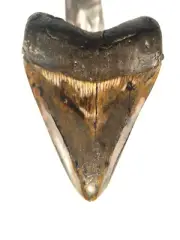 AMAZING 5 INCH MEGALODON SHARK TOOTH WITH A MYRIAD OF CROWN COLOURSJ SUPER RARE