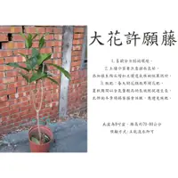 在飛比找蝦皮購物優惠-心栽花坊-大花許願藤/大花錫葉藤/大花/喜願藤/8吋盆/觀花