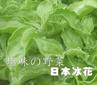 在飛比找Yahoo!奇摩拍賣優惠-日本冰菜(水晶冰花)種子(約50顆)