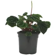120mm Emerald Ripple Peperomia - Peperomia caperata