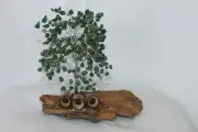 Crystal Gemstone Jade Tree of Life with Gumnuts 300 Jade stone chips