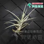 ★舞葉精靈★雞毛撢子X粗糠★TILLANDSIA TECTORUM X PALEACEA★☆植株☆空鳳☆空氣鳳梨☆