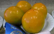 Buy Hachiya Persimmon Fruit Trees (Astringent) (Diospyros kaki)