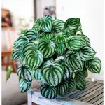 PEPEROMIA'西瓜' - 家居裝飾