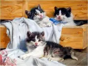 Kittens Playing in a Drawer Accent Tile Mural Kitchen Wall Backsplash Ceramic