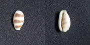 #2006 Cypraea Asellus Linne, Philippines 14mm sea snail shell