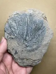 254g Beautiful Triassic Natural crinoid Geologic rock specimen