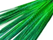 50 Pieces - 18-22" Bright Green Long Ringneck Pheasant Tail Wholesale Feathers