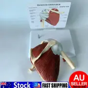 Life Size Human Shoulder Joint Model Skeleton Model Human Anatomymodel⊙
