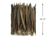50 Pieces - 10-12" Natural Ringneck Pheasant Tail Wholesale Feathers (Bulk)
