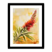 Callistemon Canvas Print