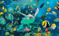 在飛比找KLOOK 客路優惠-沖繩美麗海水族館 ＆ 美國村之旅（那霸／北谷出發）