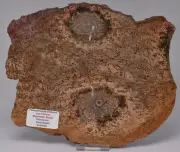 PALAEOSMUNDA WILLIAMSII Gould Plant Fossil Slice, QLD Australia S940
