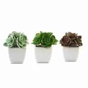Set of 3 5" tall Assorted Artificial Faux Succulent Plants with Off White Pots