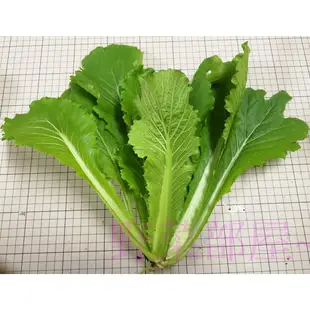 【萌田種子~】E47 日本大阪青松菜種子3.5公克 , 品質好 , 耐熱性佳 , 每包16元 ~