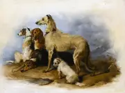 HIGHLAND DOGS Accent Tile Mural Kitchen Bathroom Wall Backsplash 8x6