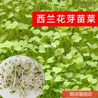 在飛比找蝦皮購物優惠-💕台灣出貨+統編💖西蘭花芽苗菜種子水培天然蘿卜硫素營養食用芽