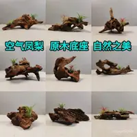 在飛比找蝦皮購物優惠-台灣熱賣空氣鳳梨底座創意迷你懶人創意盆栽小