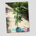 初花農場|矮性香水樹|6吋盆|依蘭樹（不是鷹爪桃）|冬天植株不漂亮，因為是熱帶的植物----定價700特價600