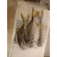 在飛比找蝦皮購物優惠-澎湖美味大隻銀鯧魚🐟