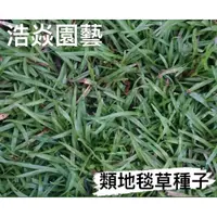 在飛比找蝦皮購物優惠-【浩焱園藝】類地毯草種子  一公斤裝