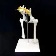 Anatomical Canine/Dog Pelvis Hip Model - Medical Skeleton Anatomy