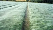 Agfabric Standard Insect Screen &Garden Netting Against Bugs,8x30ft Pest Control
