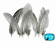 10 Pieces 6-8" Black & White Silver Pheasant Tail Feathers Barred Smudging Wing