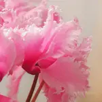 [專業調香原料]CYCLAMEN ALDEHYDE 仙客來醛