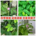 【含羞草種子】 四季種植 奇趣植物易種花卉種子陽臺室內盆栽種籽