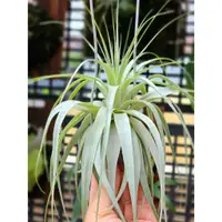 在飛比找蝦皮購物優惠-夏天ㄉ店【空氣鳳梨】薄紗 Tillandsia gardne