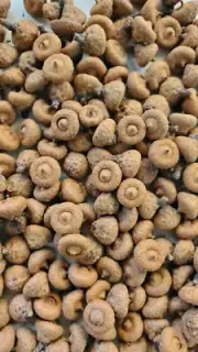 475 Immature Acorns