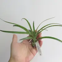 在飛比找蝦皮購物優惠-空氣鳳梨 卡比他他(紅) Tillandsia capita