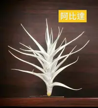 在飛比找Yahoo!奇摩拍賣優惠-綠房子空氣鳳梨  阿比達 Tillandsia albida