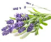 PREMIUM HIGHLY SCENTED REED DIFFUSER REFILLS -Lemongrass & Lavender Fragrance