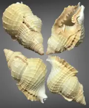 Distorsio reticularis 76.5 mm, Sea Shell, Personidae, collectible shells