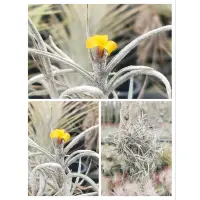 在飛比找蝦皮購物優惠-綠房子空氣鳳梨 迷你型 黃色香花 Tillandsia cr