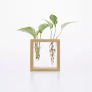 Proppi 2 Propagation Station by Cup O Flora, Indoor Plant Propagation tubes BNIB