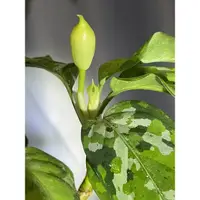 在飛比找蝦皮購物優惠-<龜龜研究室> 迷彩粗肋草 Aglaonema pictum